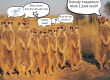 funny meerkats
