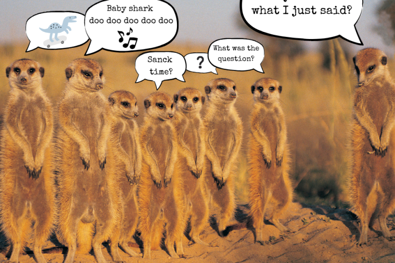 funny meerkats