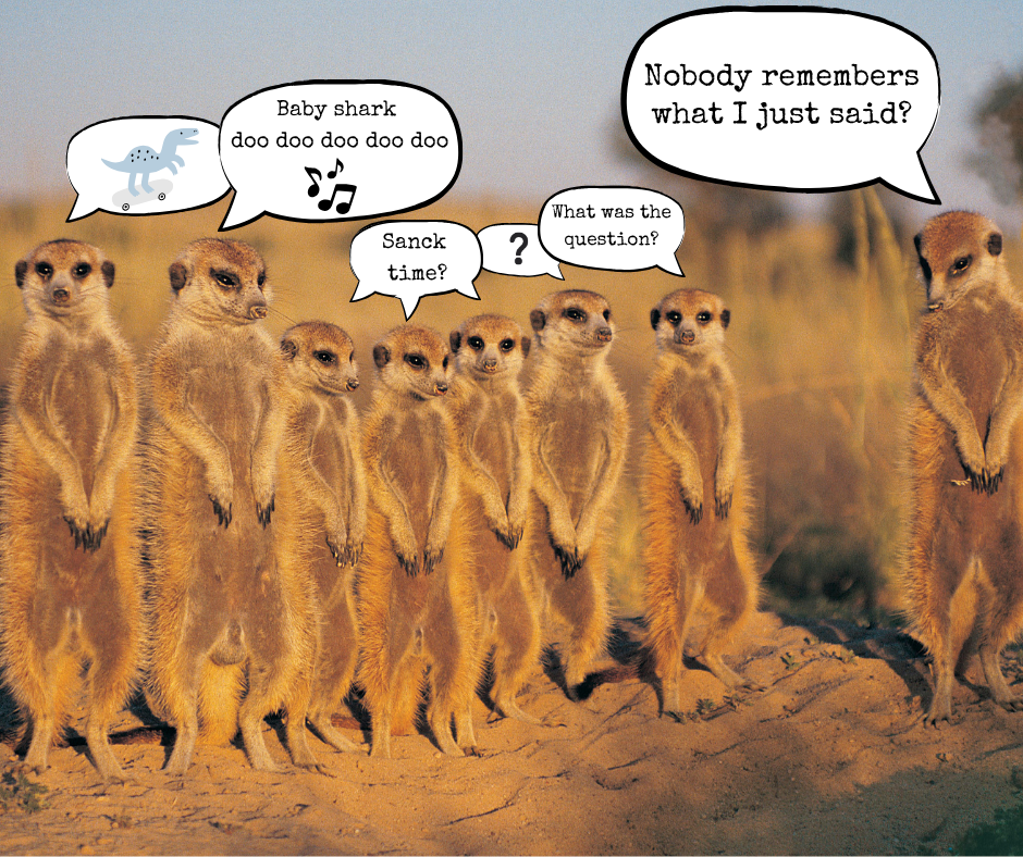 funny meerkats